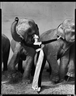 Dovima with elephants