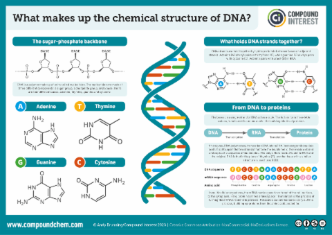 DNA 나선구조