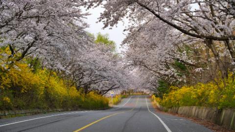 무룡고개 벚꽃길