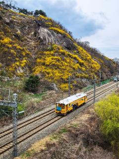 '기차는 봄을 싣고'